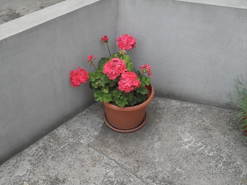 Apartment Maja Zadar Ruang foto